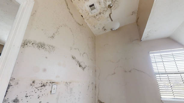 Trusted Holland, MI Mold Removal Experts