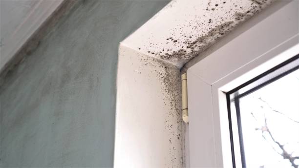 Best Basement Mold Removal  in Holland, MI