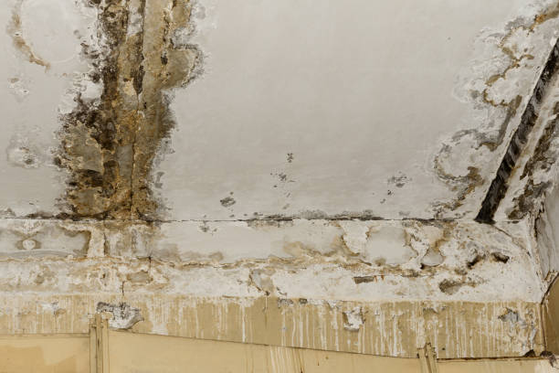 Best Mold Odor Removal Services  in Holland, MI