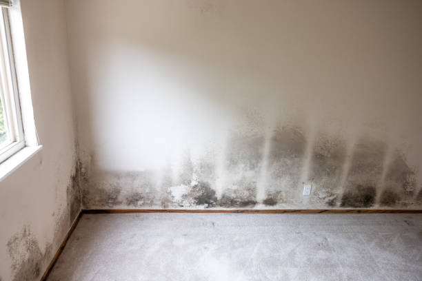 Best Black Mold Removal  in Holland, MI