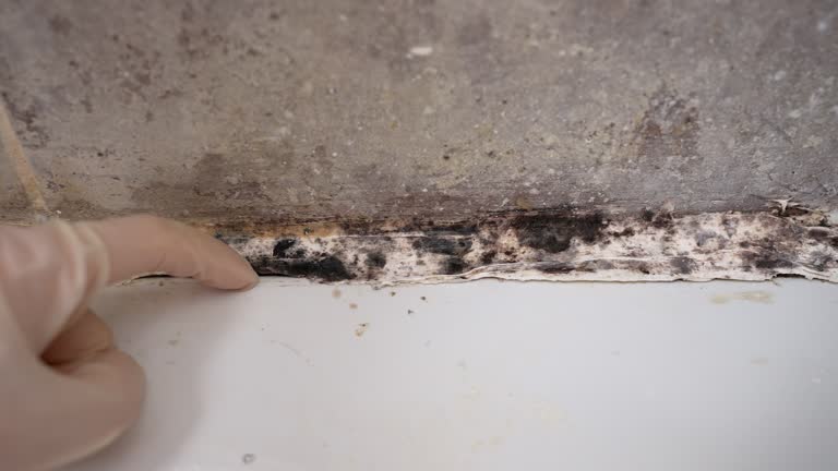 Best Biohazard Mold Removal  in Holland, MI